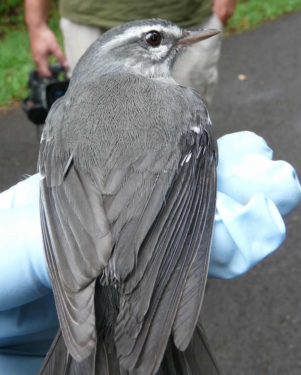 Plumbeous Warbler - ML638327862