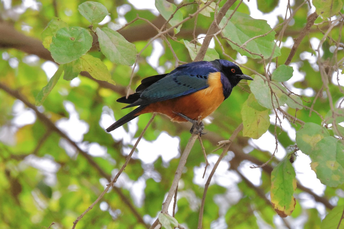 Rüppell's Starling - ML638327863