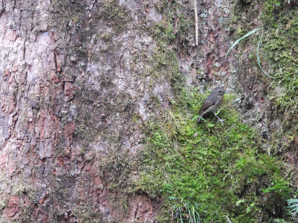 Snowy-browed Flycatcher - ML638327864