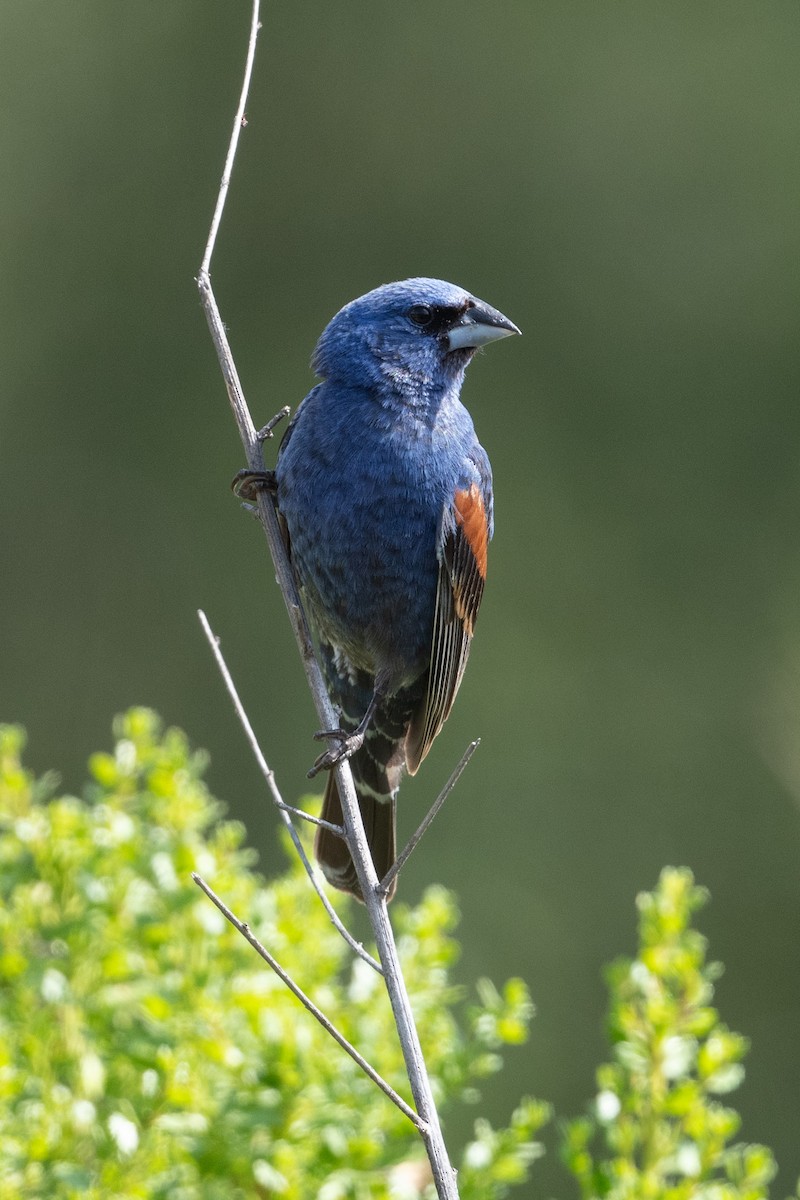 Blue Grosbeak - ML638327876
