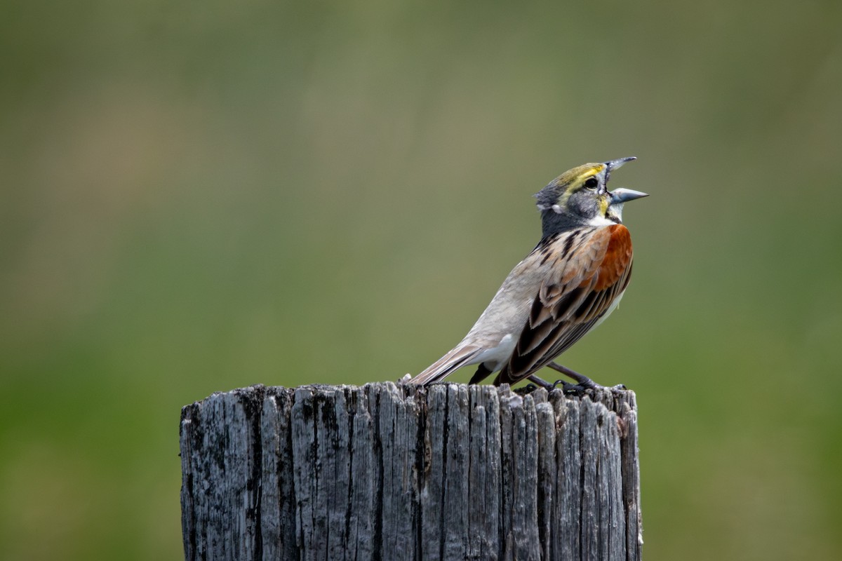 Dickcissel - ML638327887