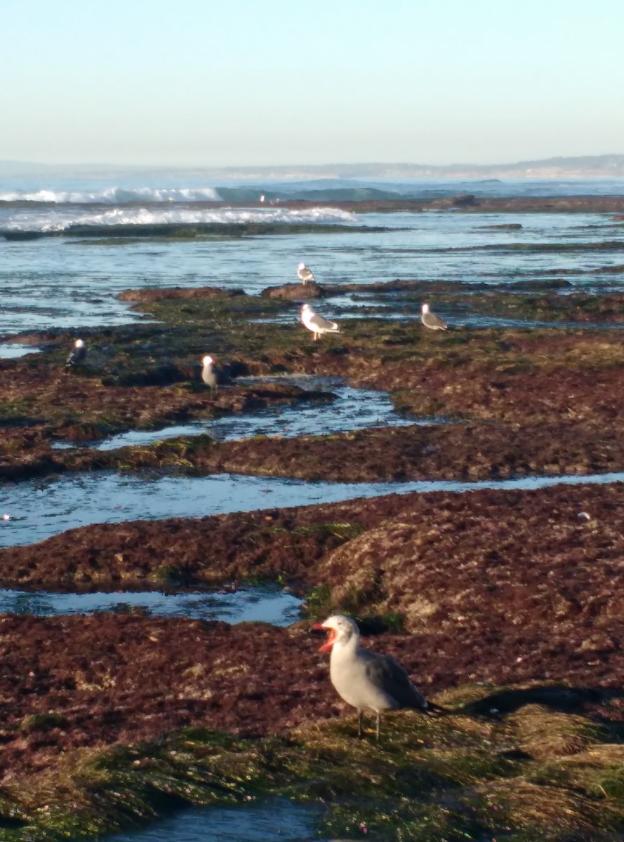 Heermann's Gull - ML638327888