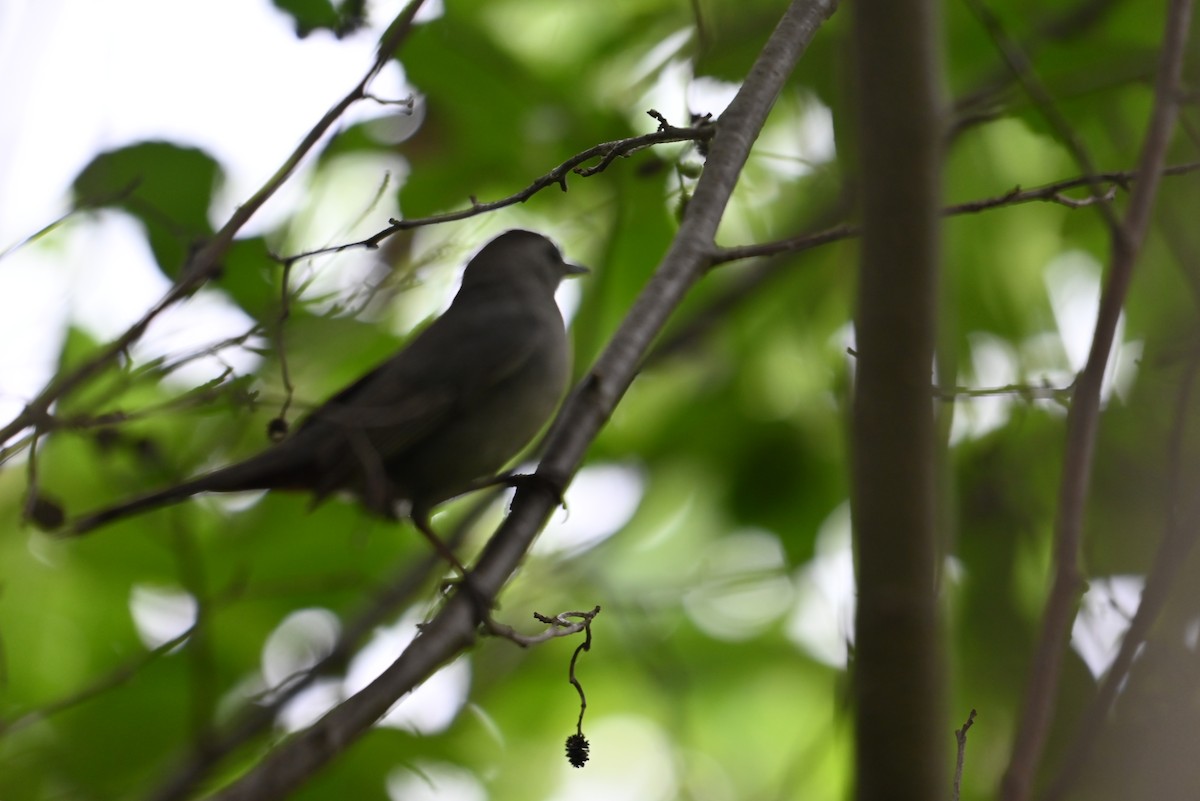 Gray Catbird - ML638327890