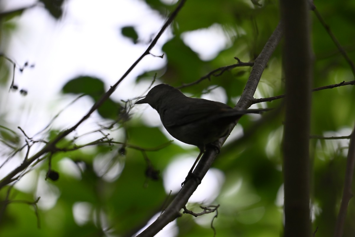 Gray Catbird - ML638327891