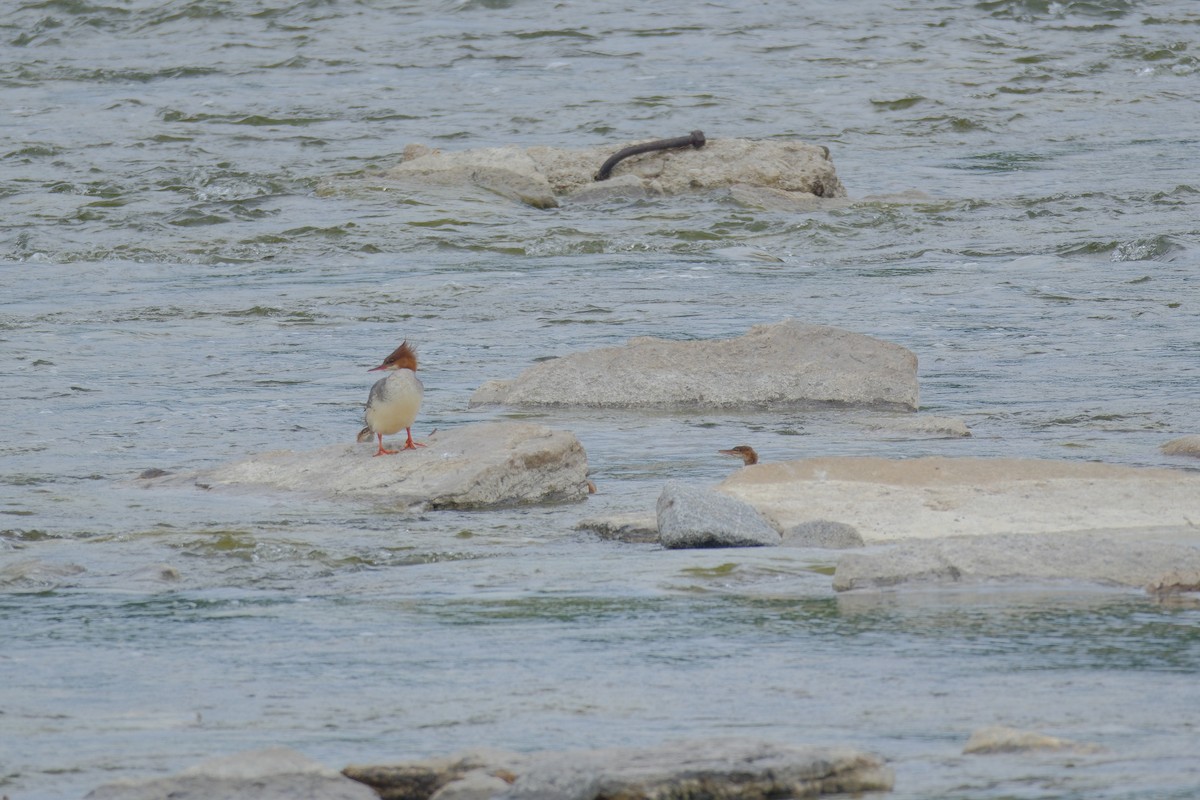 Common Merganser - ML638327894