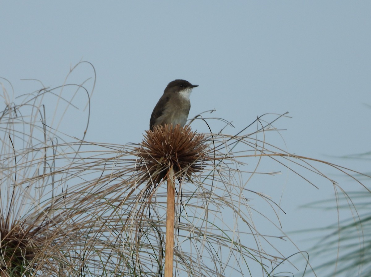 Swamp Flycatcher - ML638327896