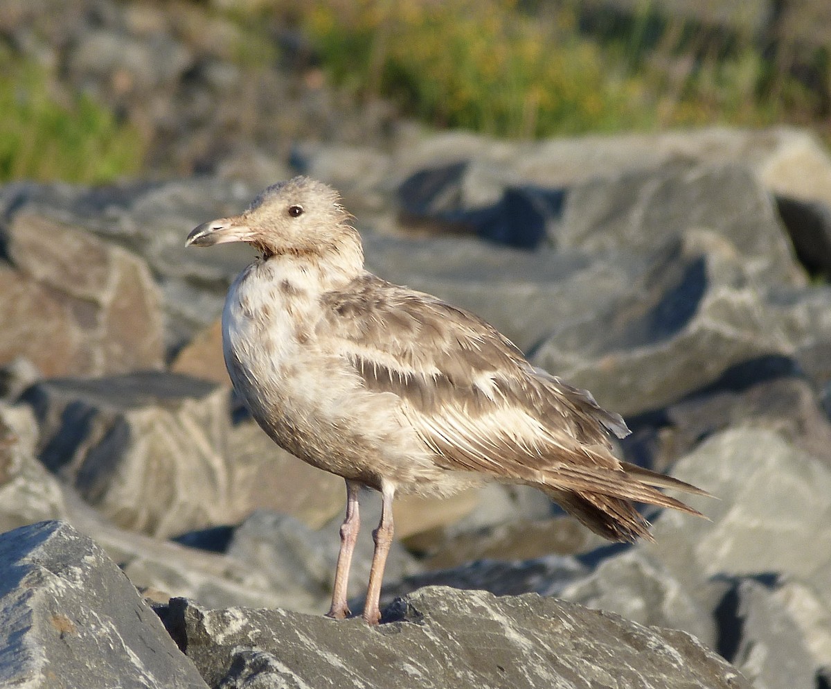American Herring Gull - ML638327897