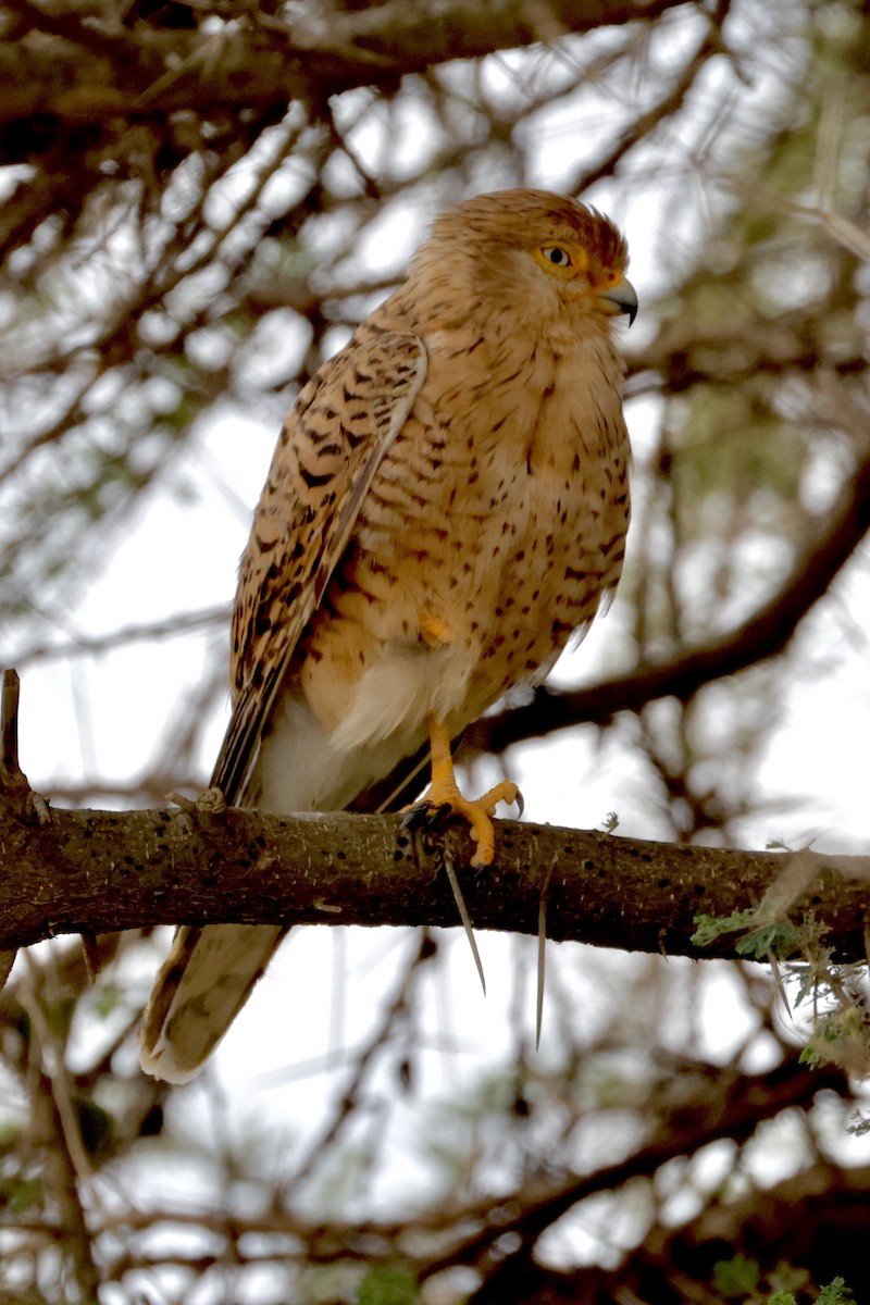 Greater Kestrel - ML638327901