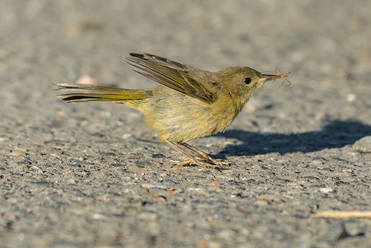 Common Yellowthroat - ML638327903