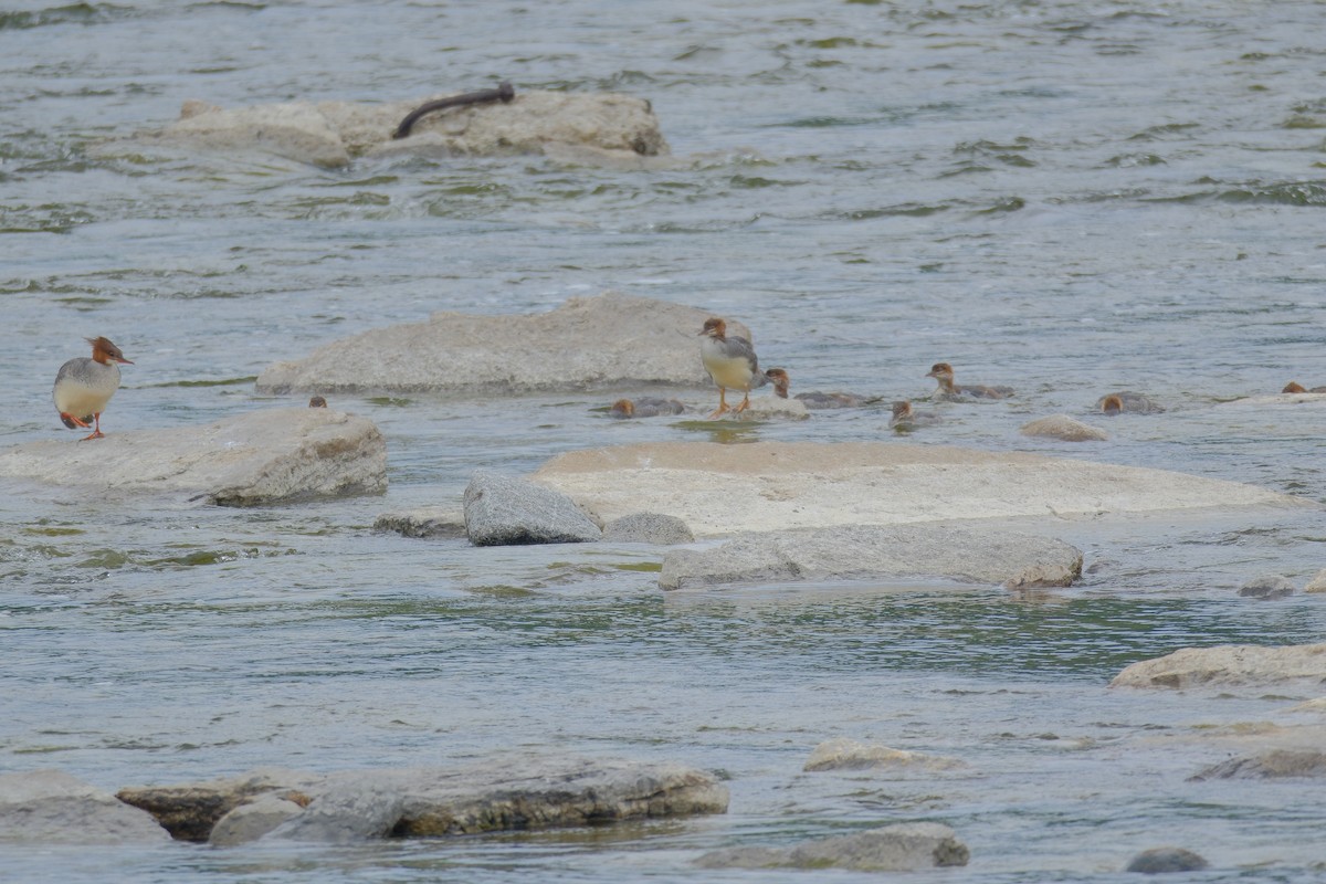 Common Merganser - ML638327906