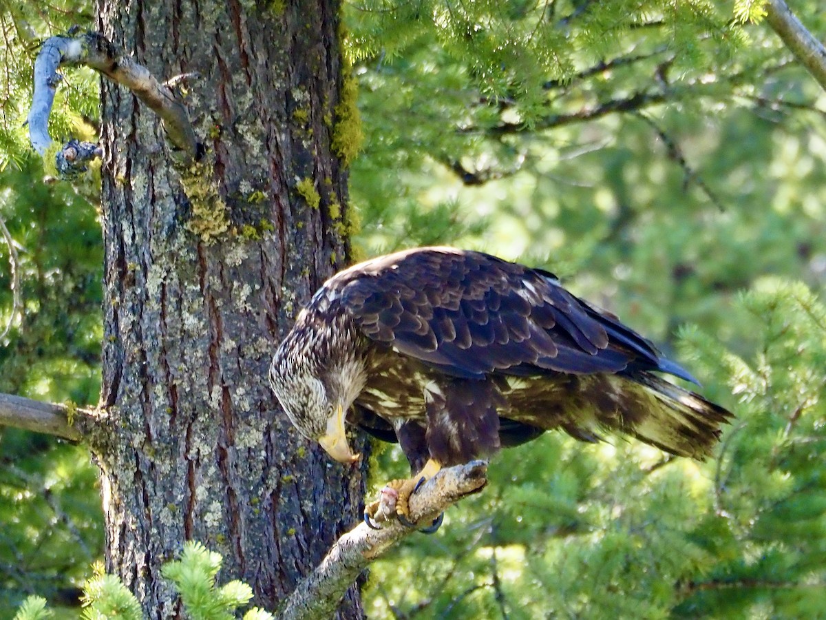 Bald Eagle - ML638327907