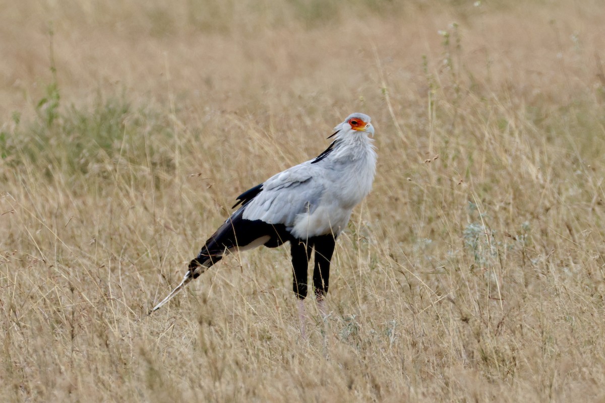 Sekreterkuşu - ML638327908