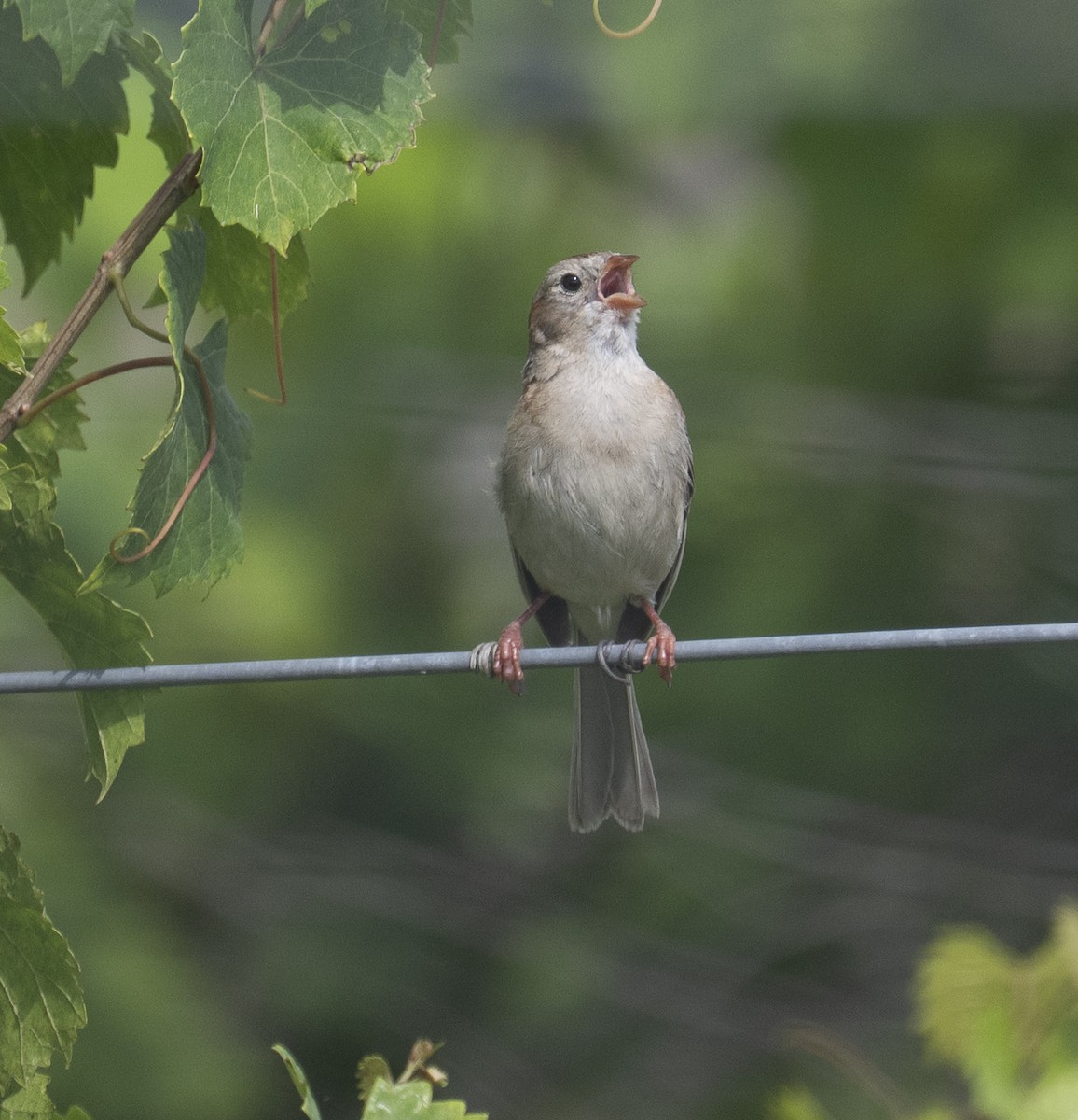 Field Sparrow - ML638327910