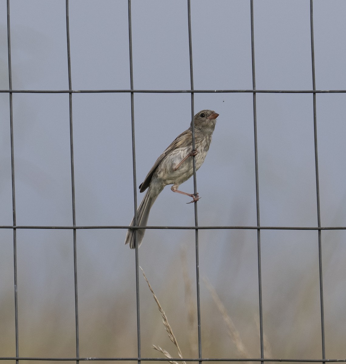 Field Sparrow - ML638327911
