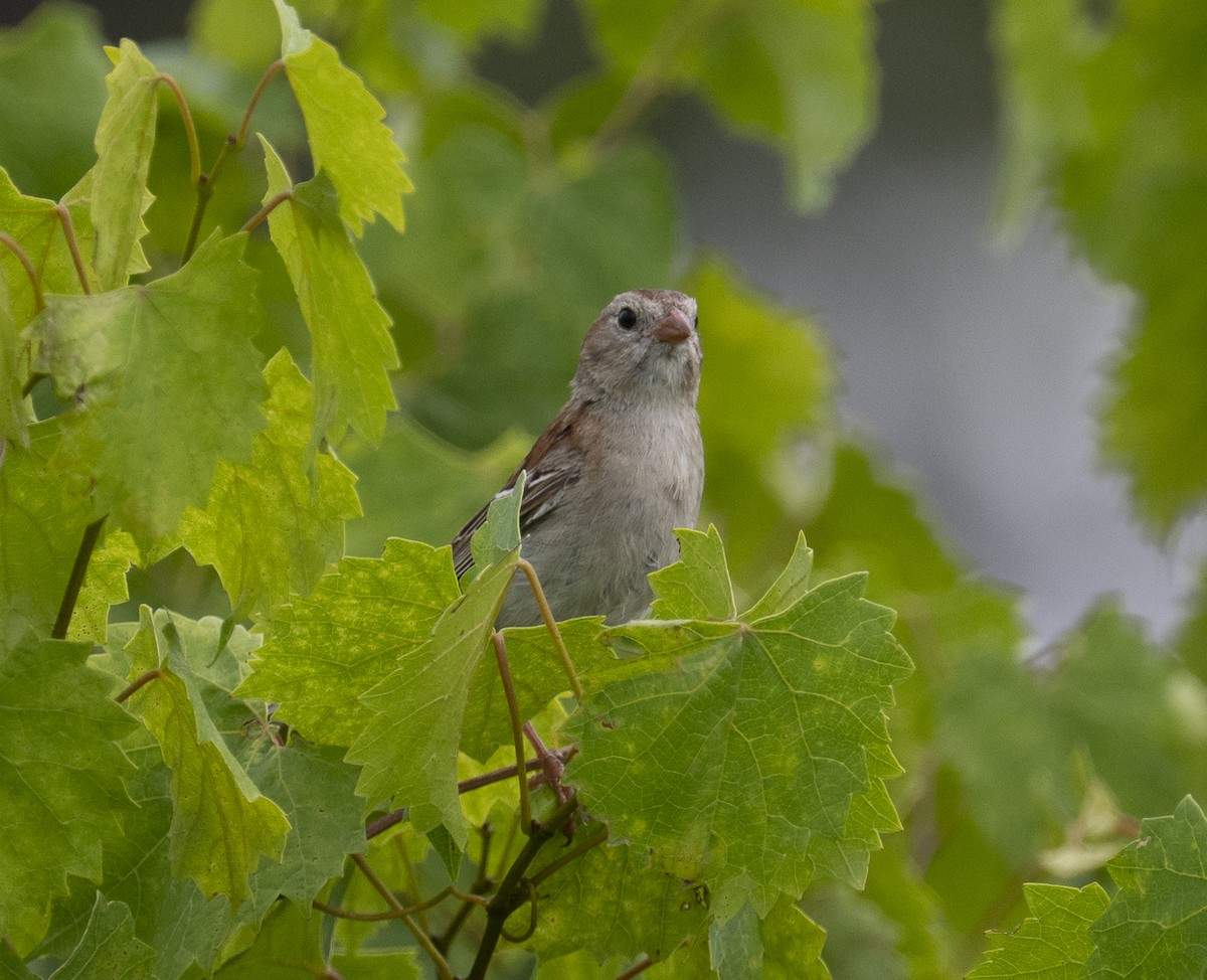 Field Sparrow - ML638327912