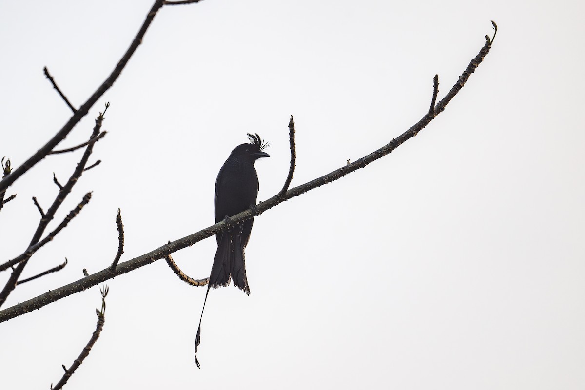Greater Racket-tailed Drongo - ML638327913