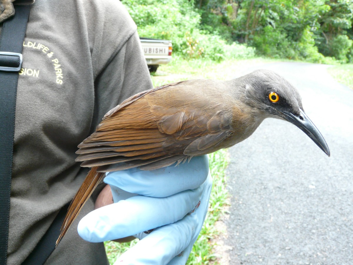 Brown Trembler - ML638327914