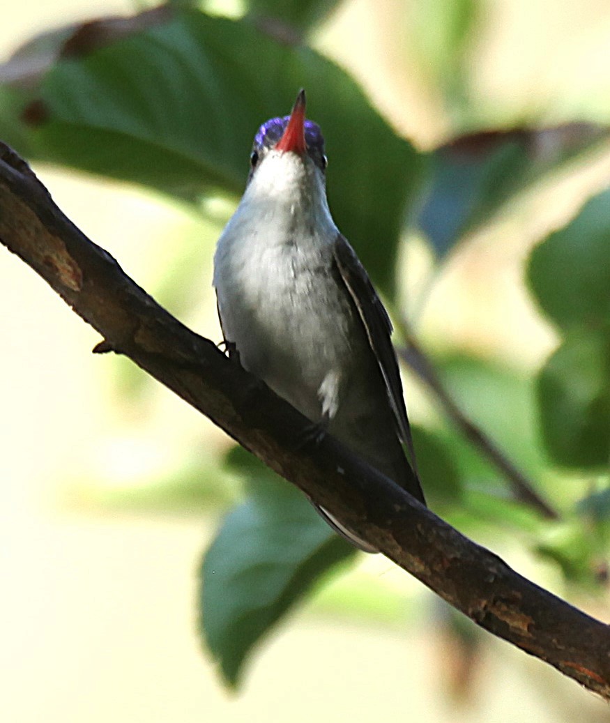 Violet-crowned Hummingbird - ML638327915