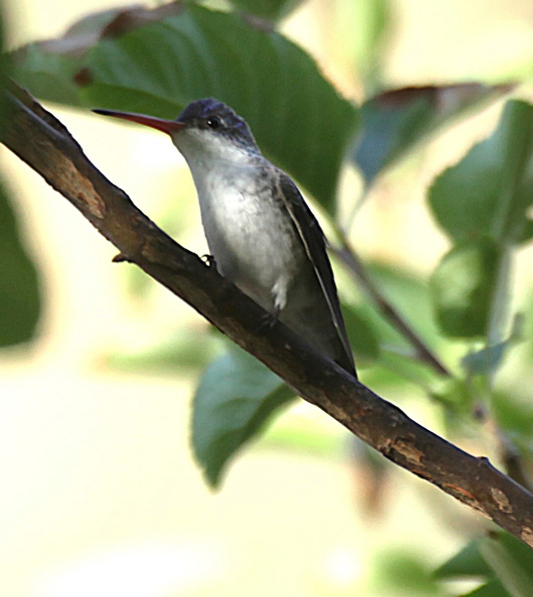 Violet-crowned Hummingbird - ML638327916