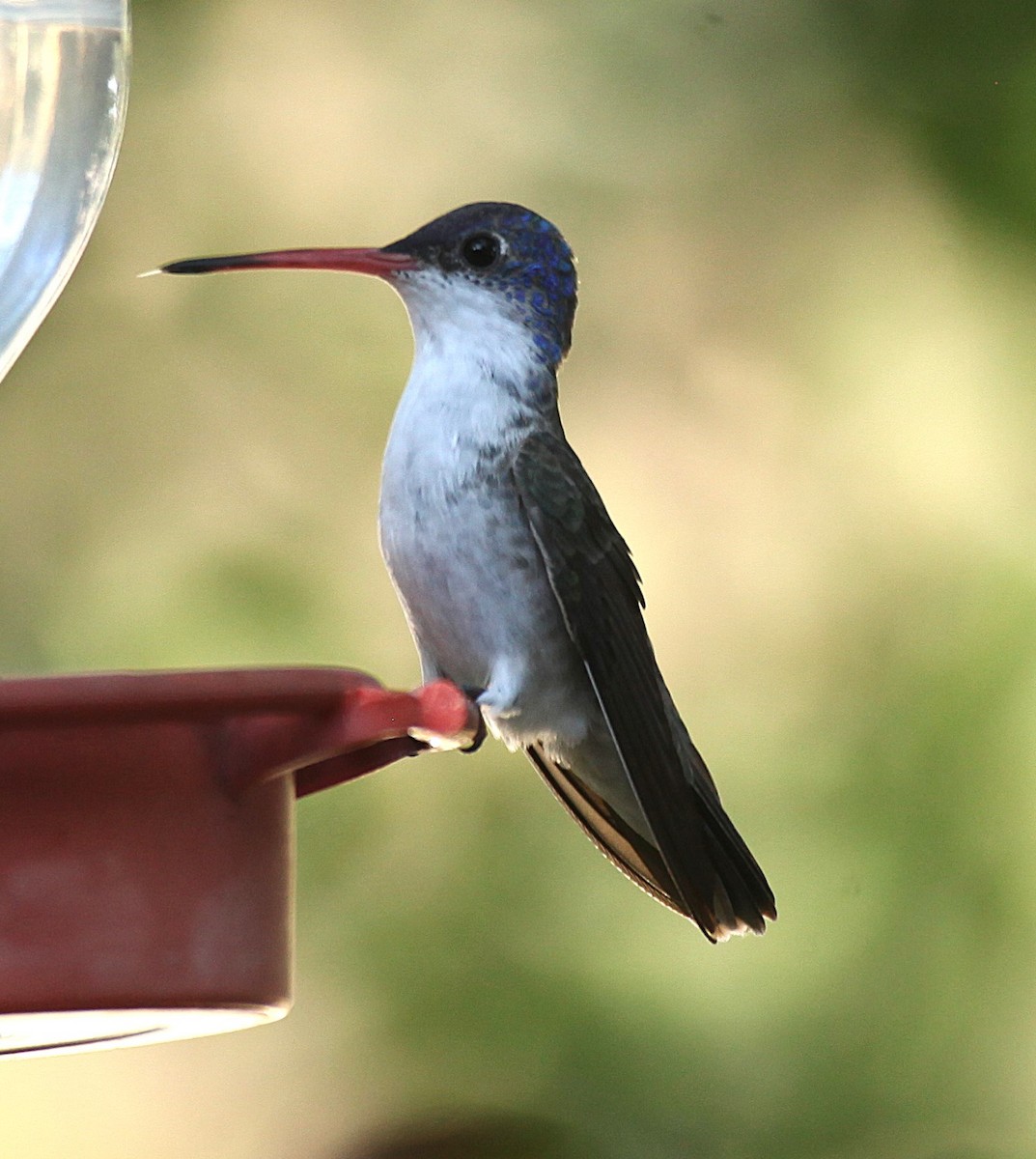 Violet-crowned Hummingbird - ML638327917