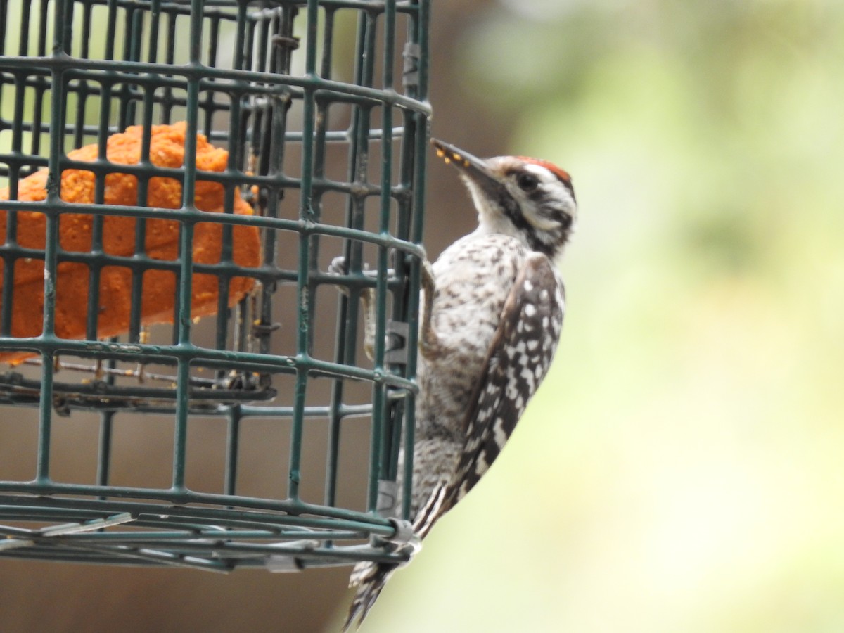 Ladder-backed Woodpecker - ML638327920