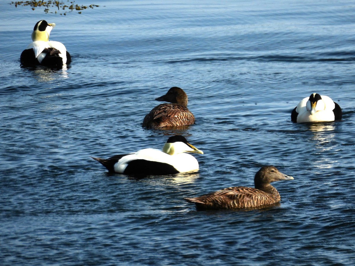 Common Eider (Eurasian) - ML638327923