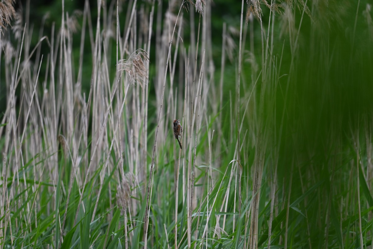 Swamp Sparrow - ML638327924