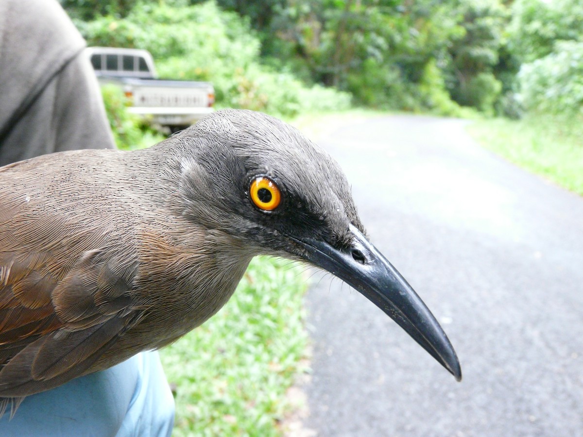 Brown Trembler - ML638327931