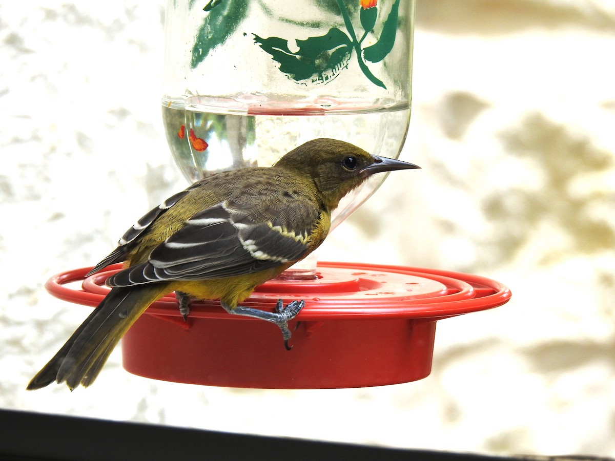 Scott's Oriole - ML638327941