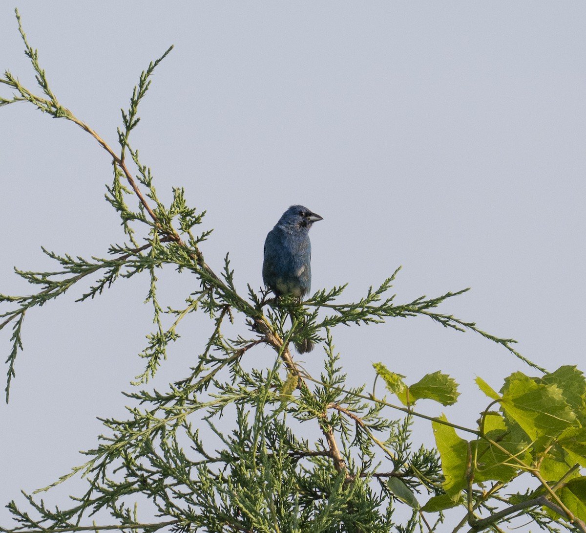 Indigo Bunting - ML638327942