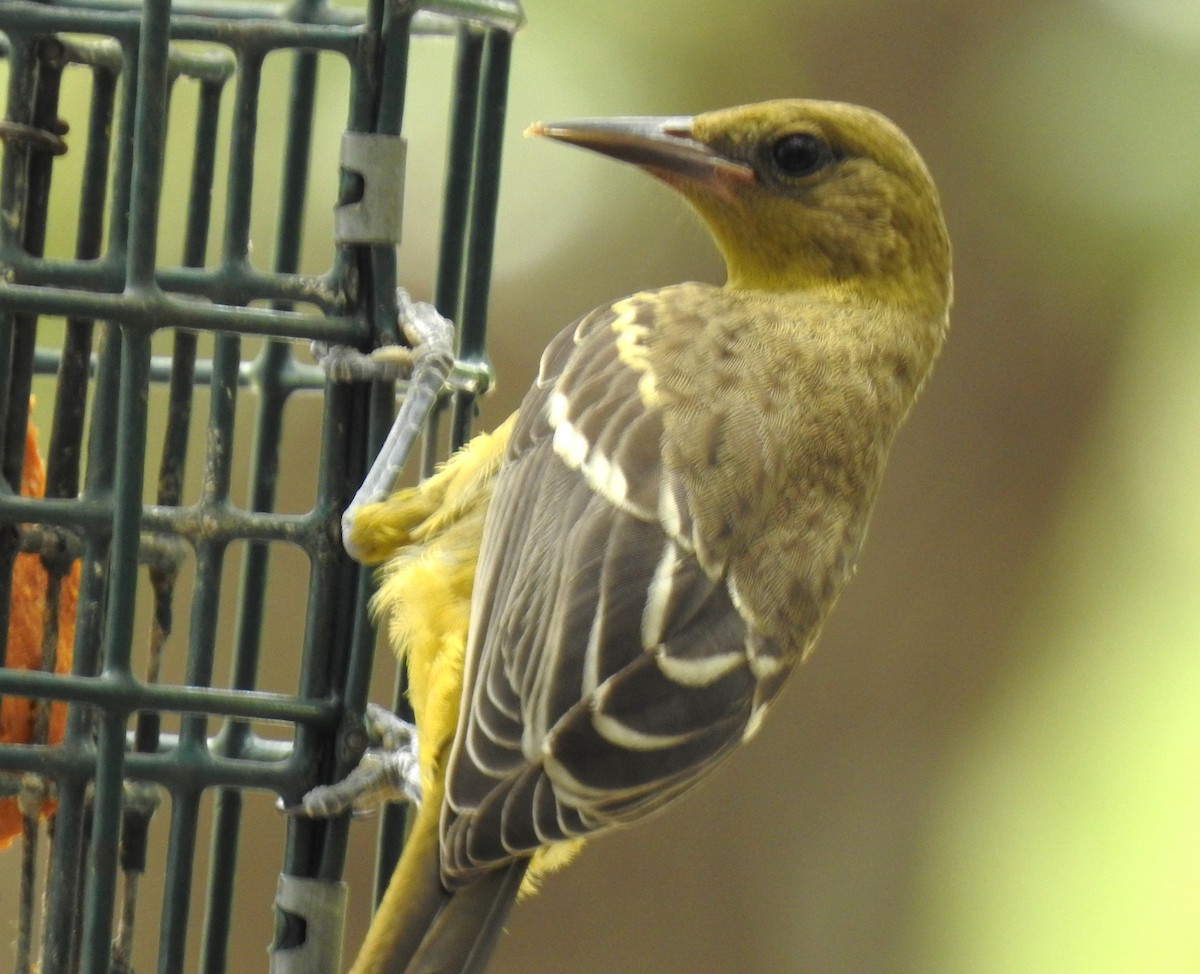 Scott's Oriole - ML638327951