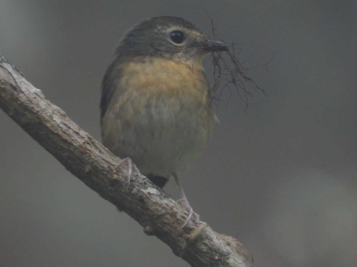 Snowy-browed Flycatcher - ML638327956