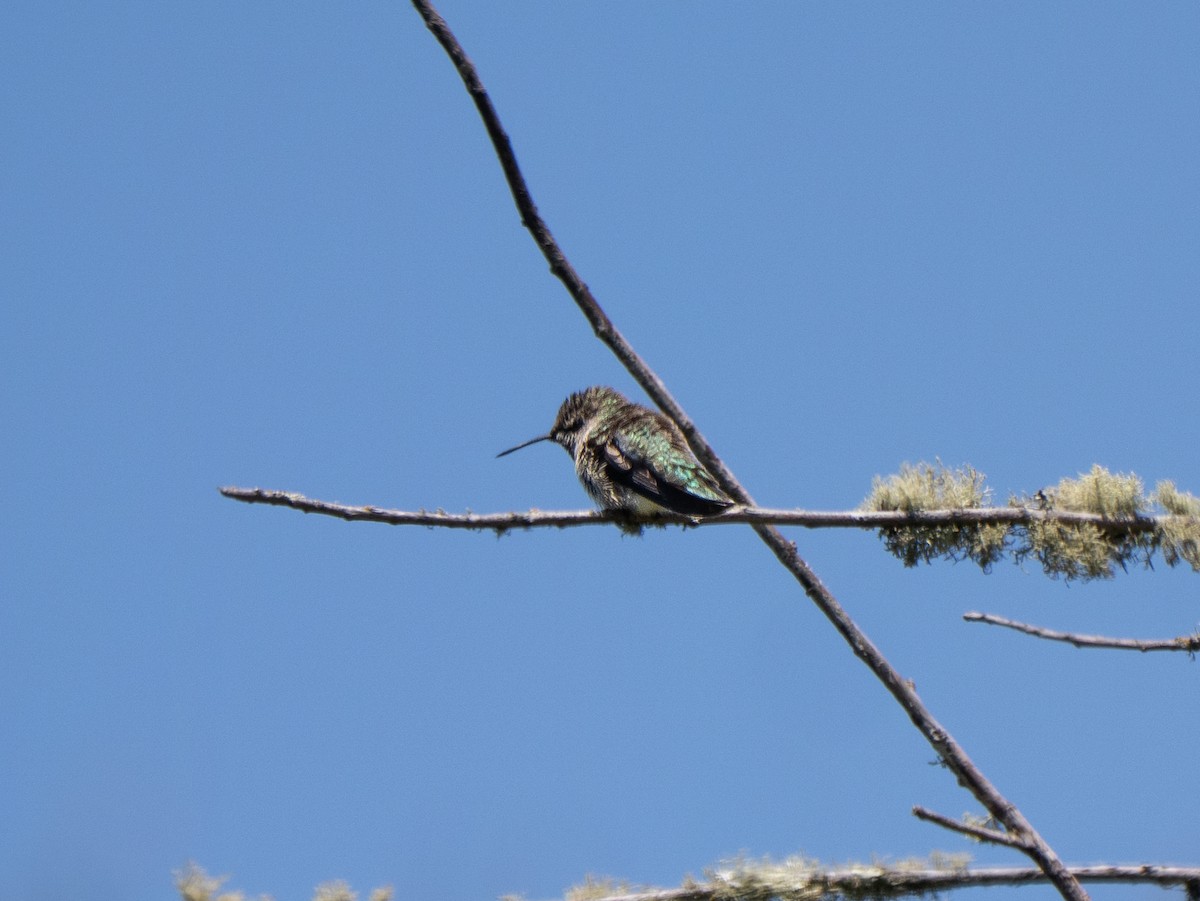 Anna's Hummingbird - ML638327957