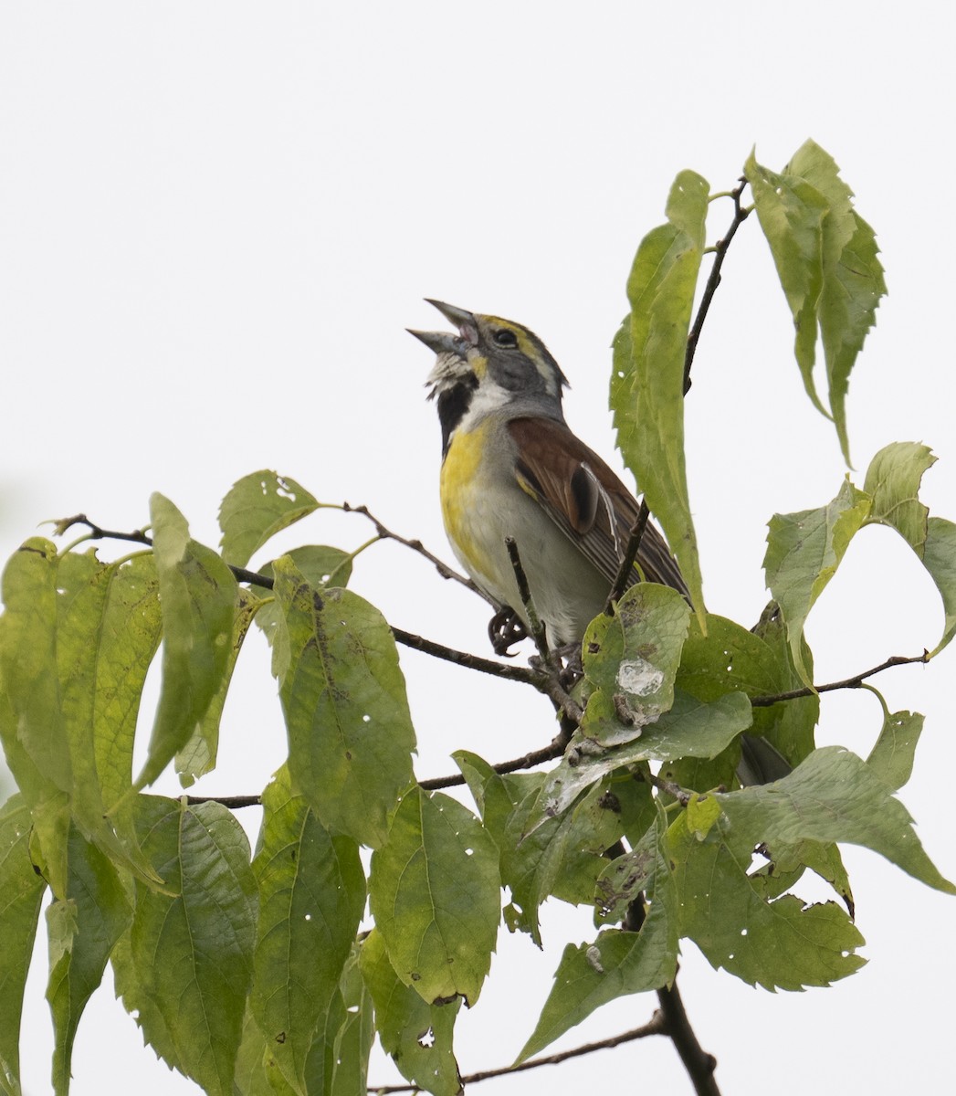 Dickcissel - ML638327958