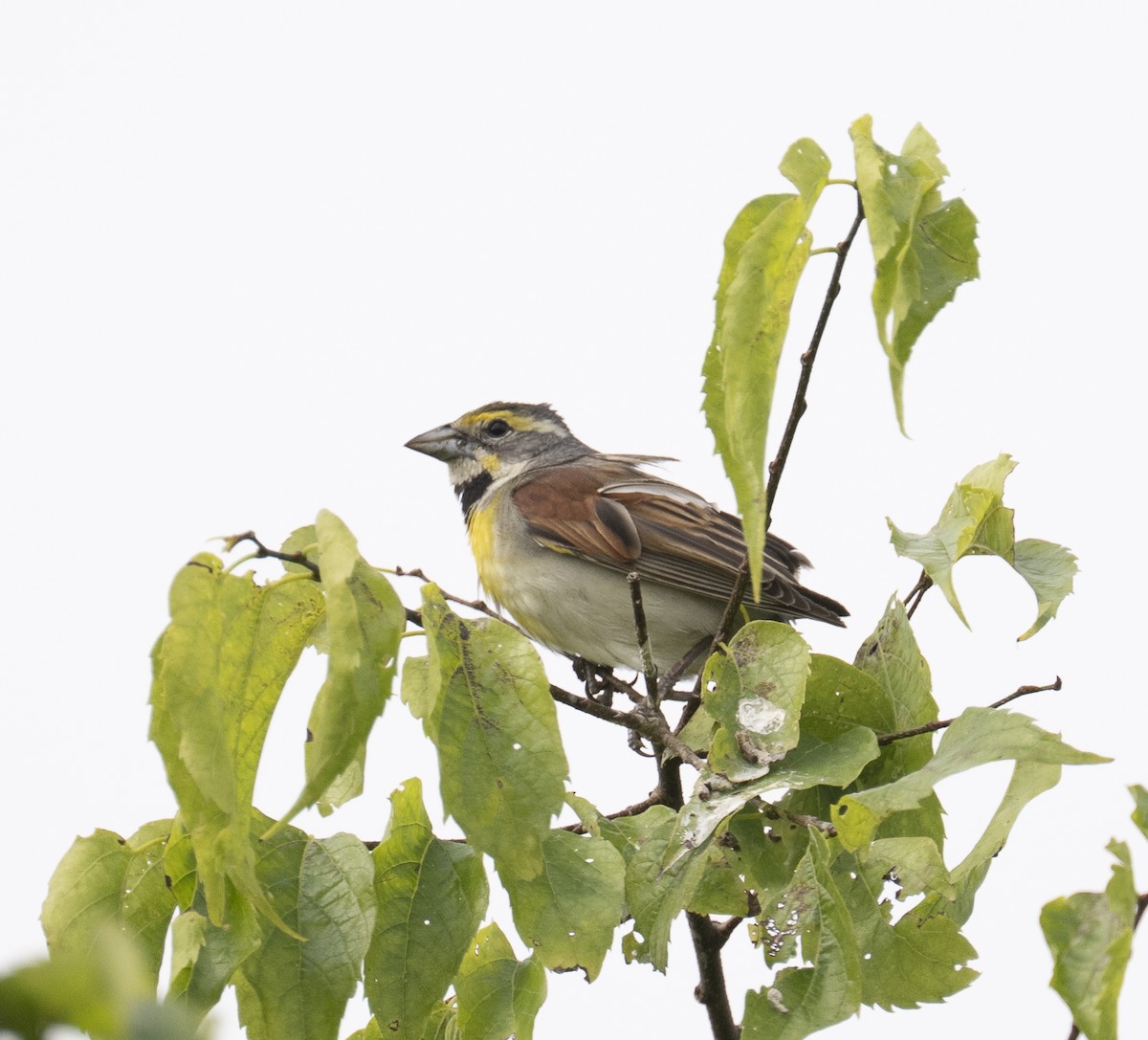 Dickcissel - ML638327959