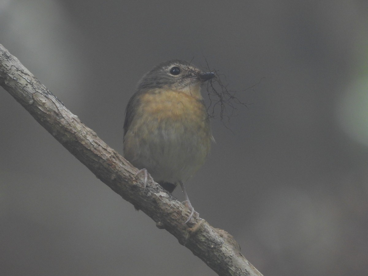 Snowy-browed Flycatcher - ML638327961
