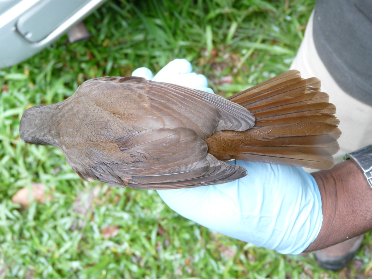 Brown Trembler - ML638327966