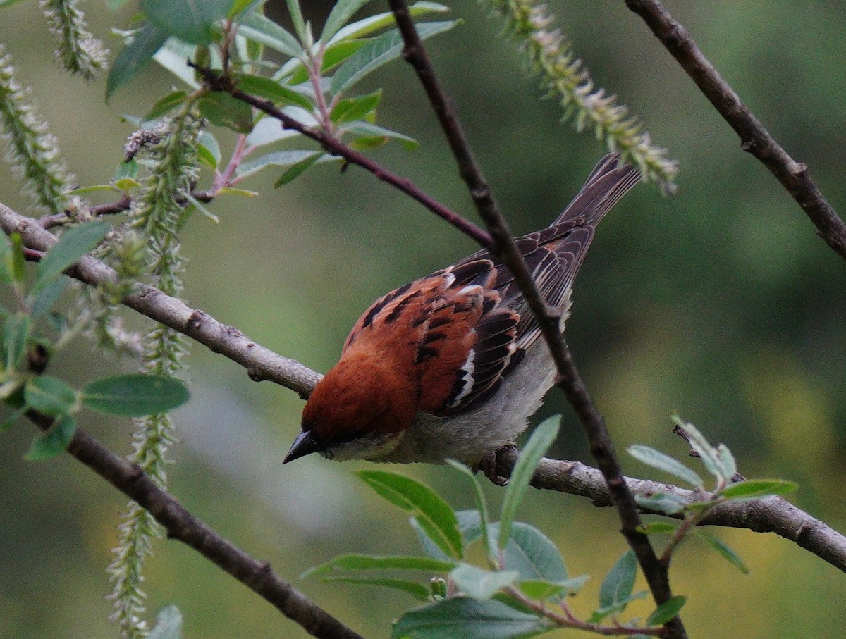 Russet Sparrow - ML638327970