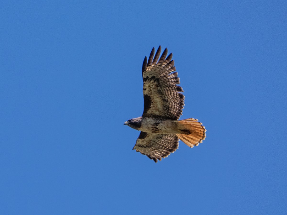 Zapelatz buztangorria - ML638327980