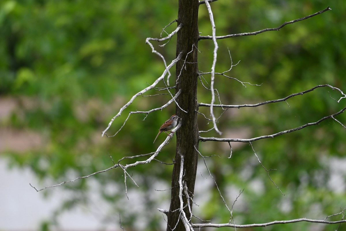 Swamp Sparrow - ML638327984