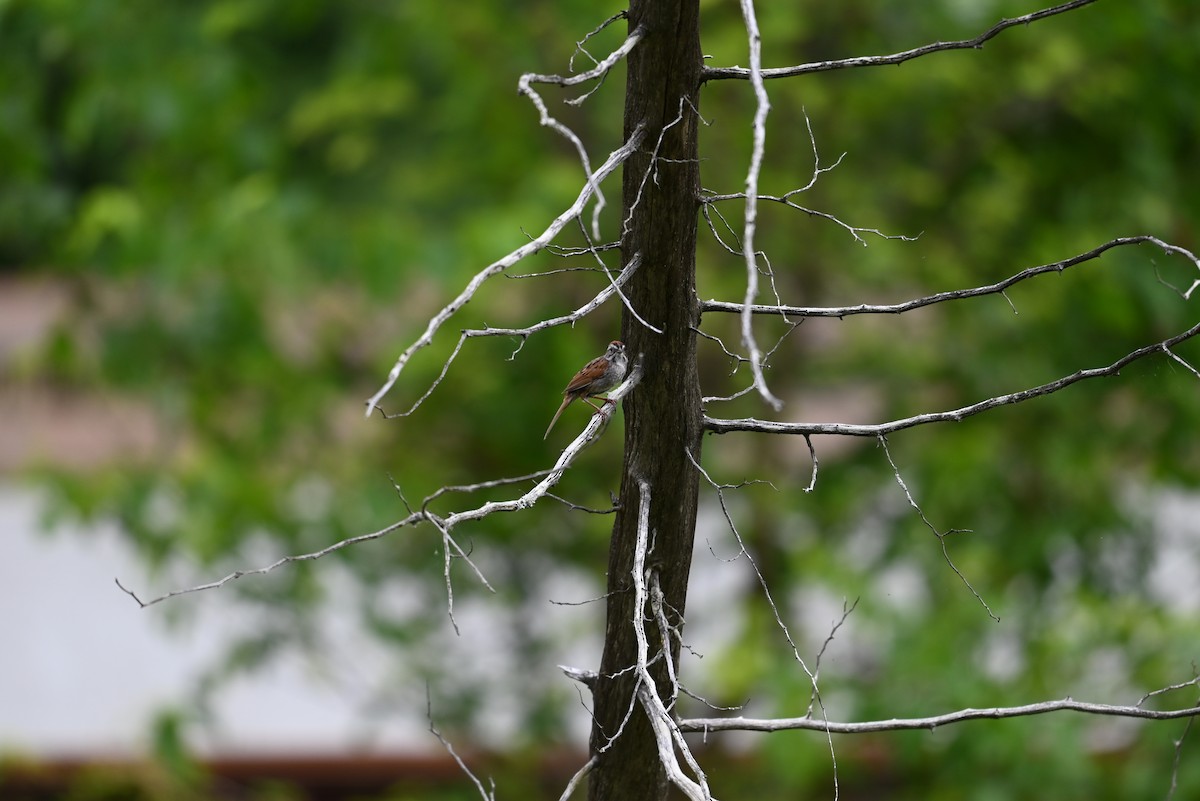 Swamp Sparrow - ML638327985