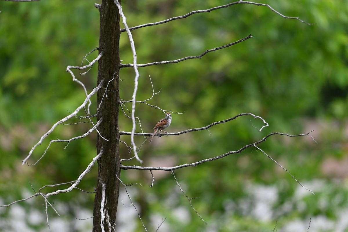 Swamp Sparrow - ML638327986