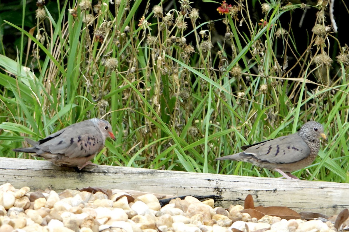 Common Ground Dove - ML638327991