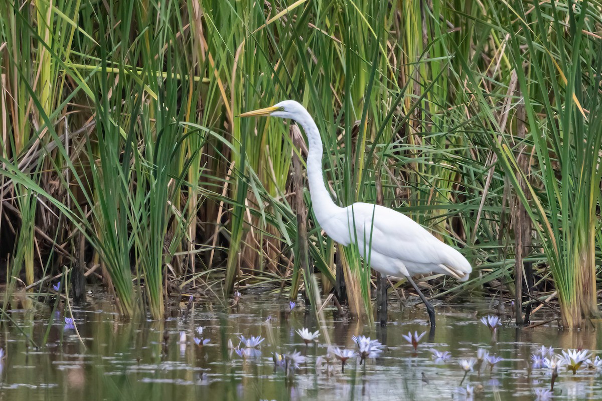 egretthegre - ML638327998