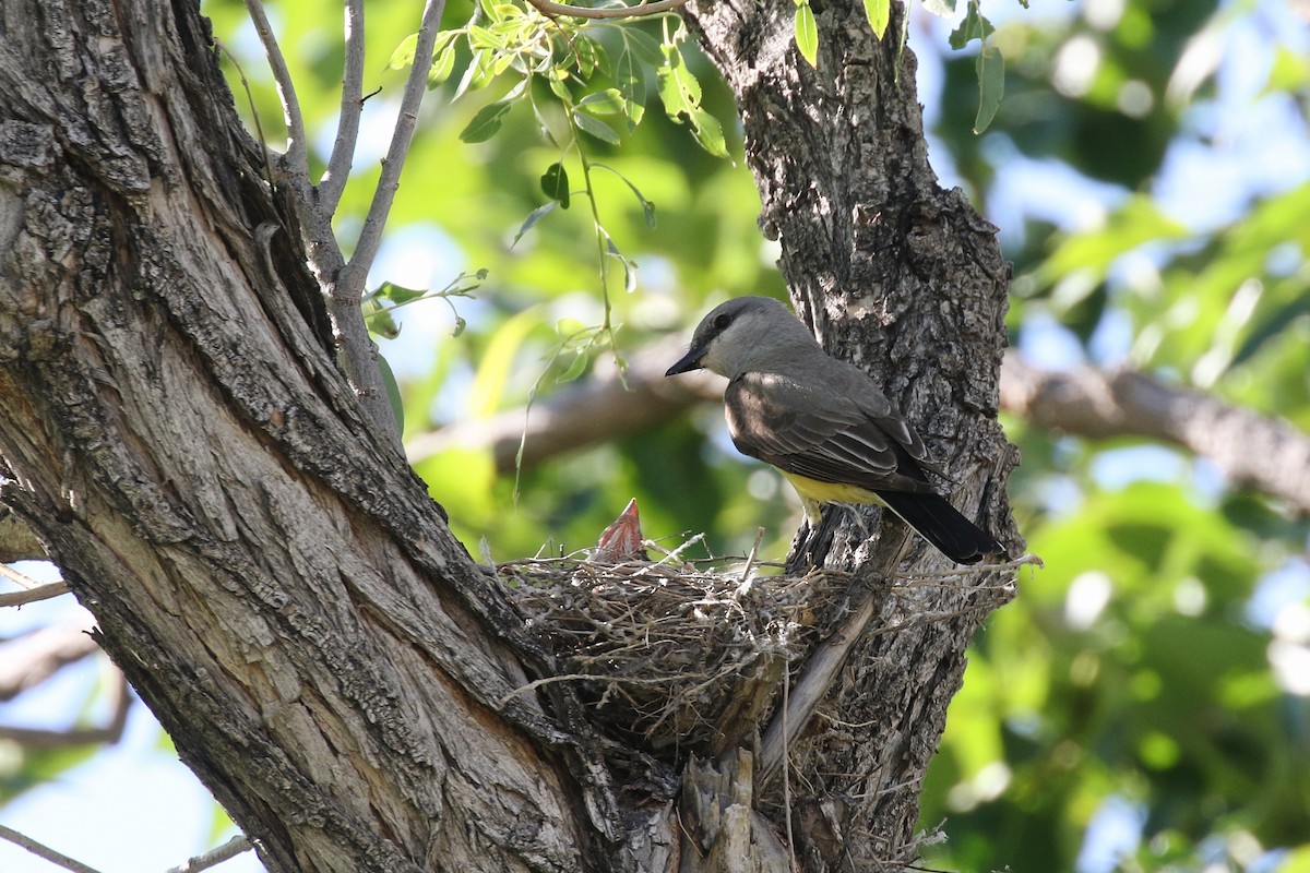 Western Kingbird - ML638328005