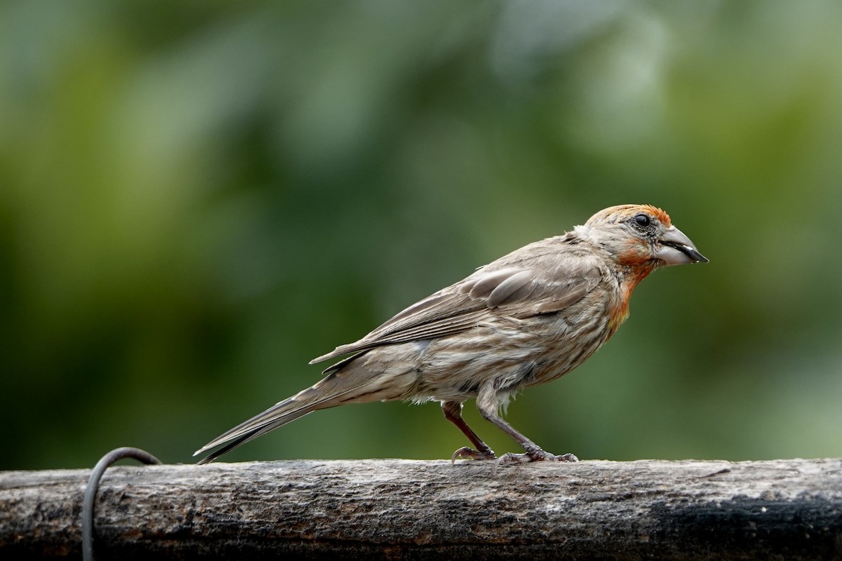 House Finch - ML638328016
