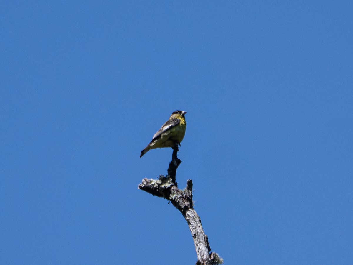 Lesser Goldfinch - ML638328019