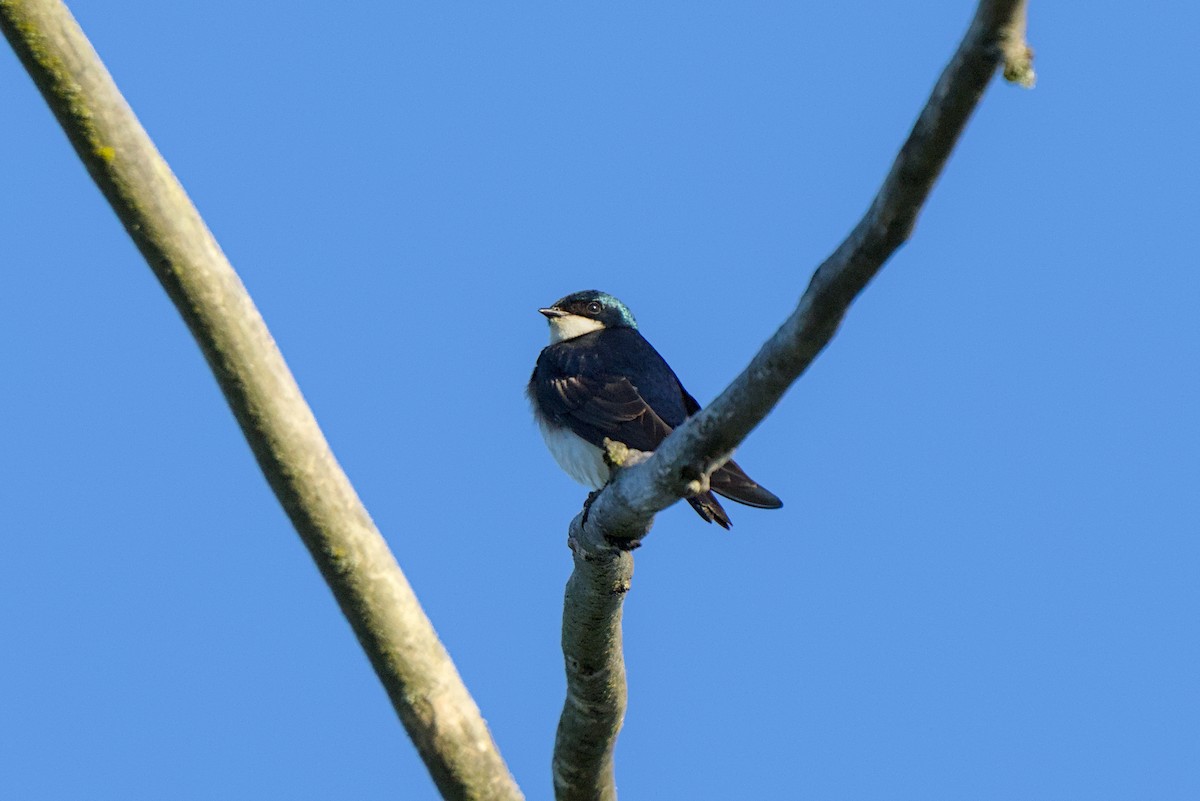 Tree Swallow - ML638328024