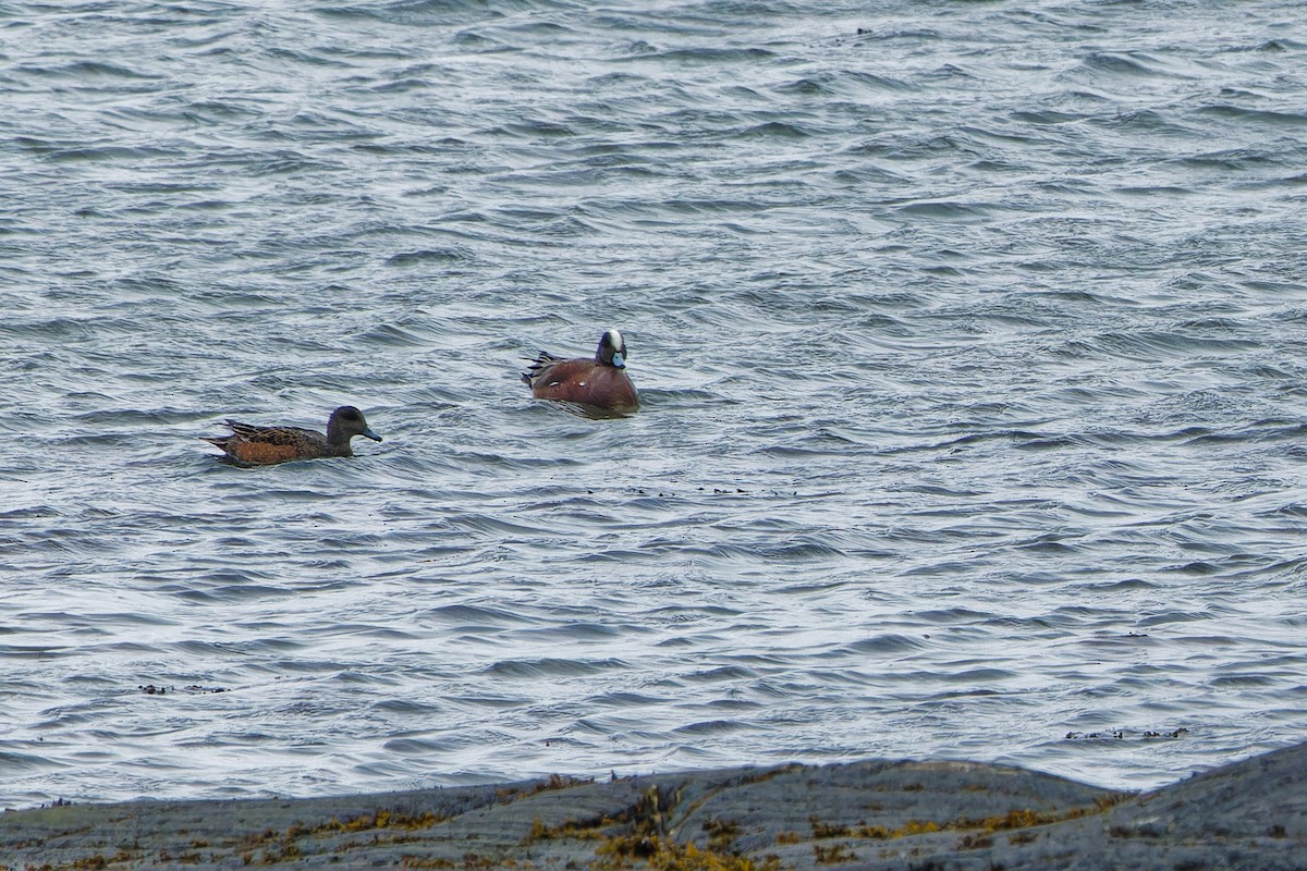 American Wigeon - ML638328034