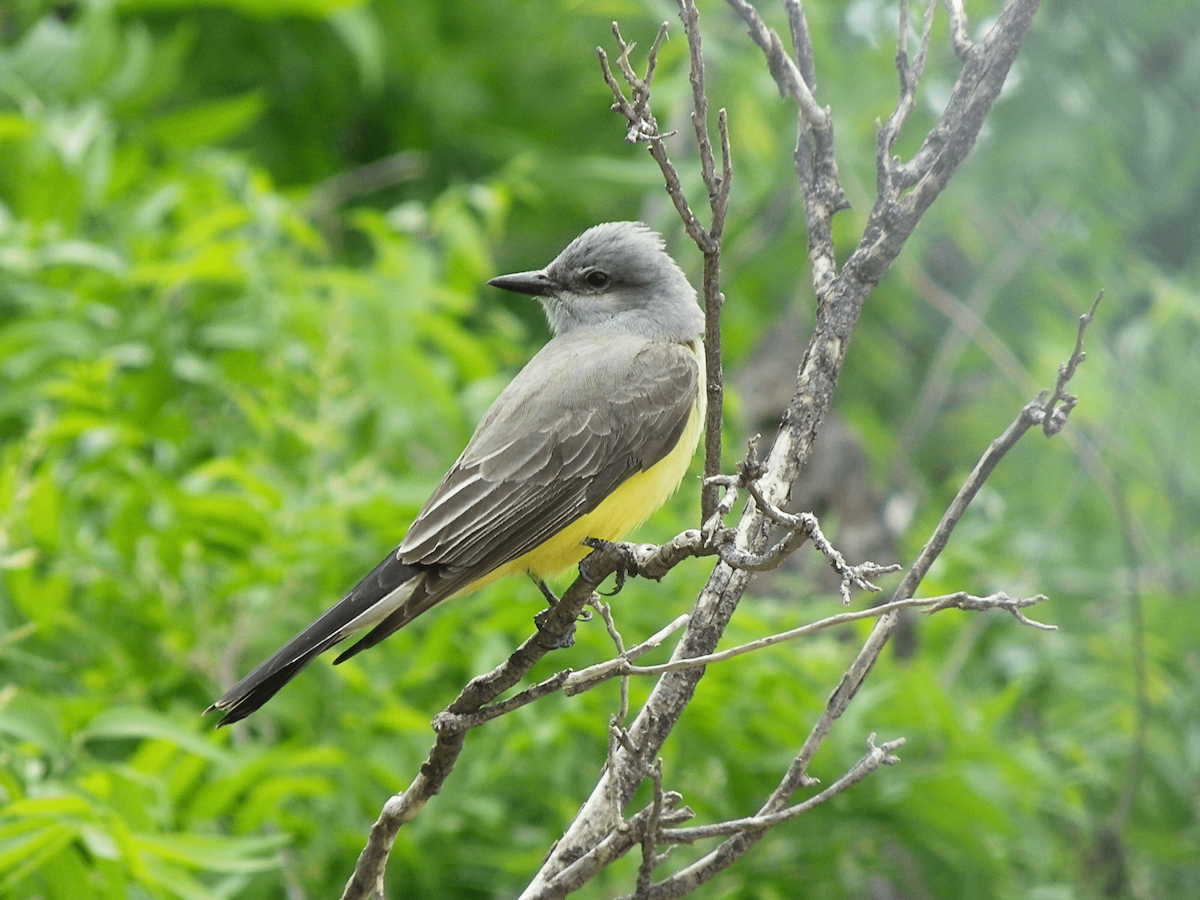 Western Kingbird - ML638328035